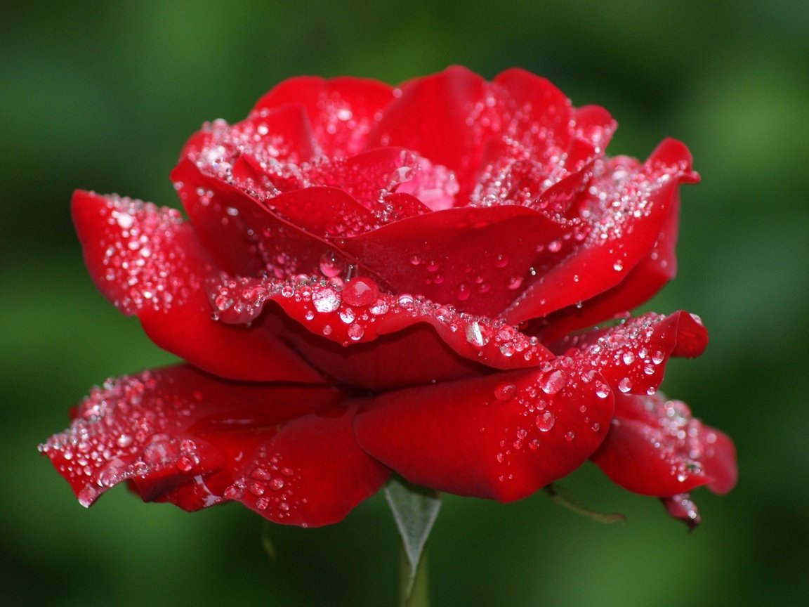 Обои макро, цветок, роса, капли, роза, лепестки, красная, бутон, macro, flower, rosa, drops, rose, petals, red, bud разрешение 2560x1600 Загрузить