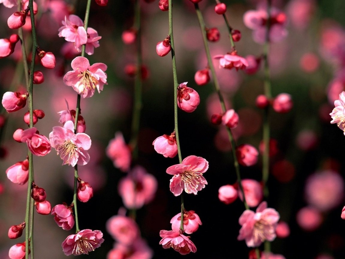 Обои цветы, цветение, бутоны, ветки, весна, сакура, flowers, flowering, buds, branches, spring, sakura разрешение 1920x1080 Загрузить