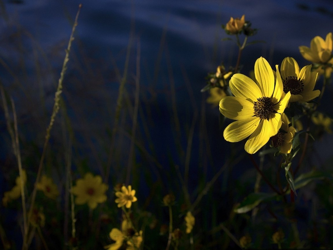 Обои цветы, лепестки, желтые, полевые цветы, flowers, petals, yellow, wildflowers разрешение 1920x1080 Загрузить