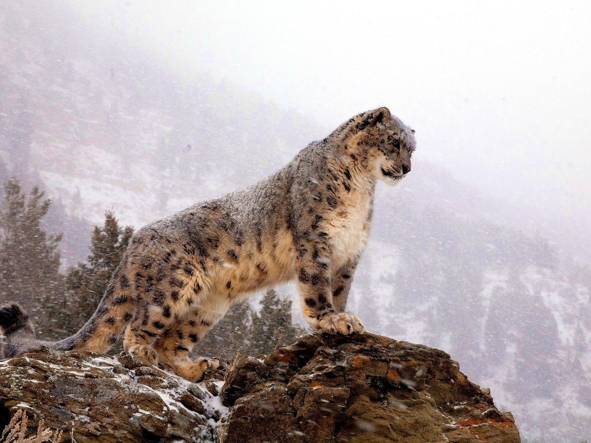 Обои горы, снег, зима, хищник, большая кошка, снежный барс, ирбис, mountains, snow, winter, predator, big cat, snow leopard, irbis разрешение 2560x1600 Загрузить