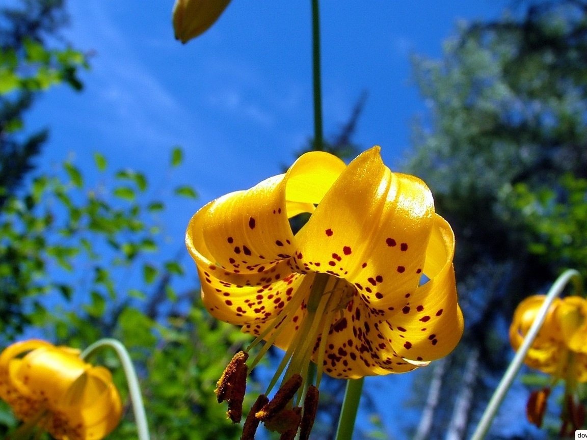 Обои небо, цветы, лепестки, тычинки, лилии, желтые, the sky, flowers, petals, stamens, lily, yellow разрешение 1920x1080 Загрузить