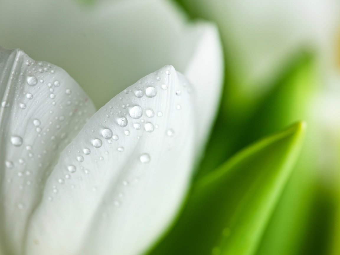 Обои макро, цветок, капли, лепестки, белый, тюльпан, macro, flower, drops, petals, white, tulip разрешение 2560x1600 Загрузить