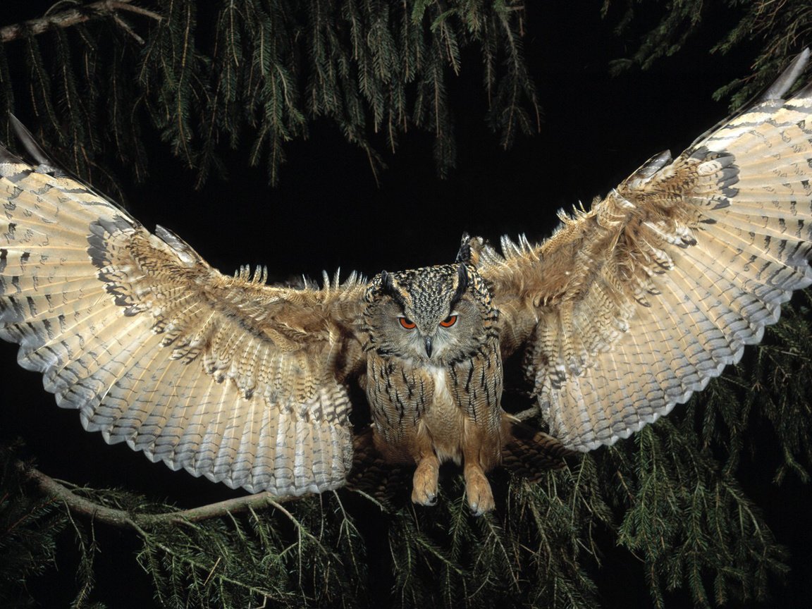 Обои ночь, сова, лес, полет, крылья, птица, филин, night, owl, forest, flight, wings, bird разрешение 1920x1080 Загрузить