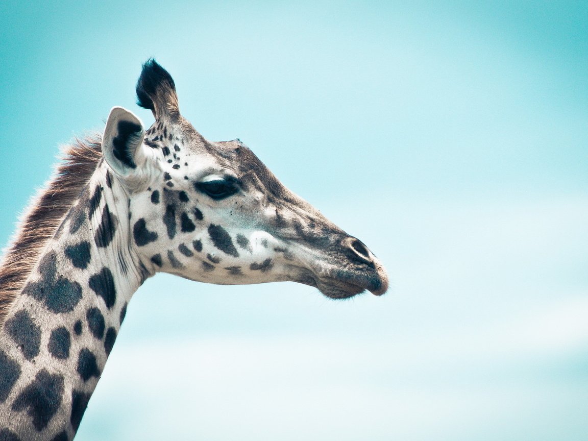 Обои небо, профиль, животное, жираф, голова, шея, the sky, profile, animal, giraffe, head, neck разрешение 1920x1200 Загрузить