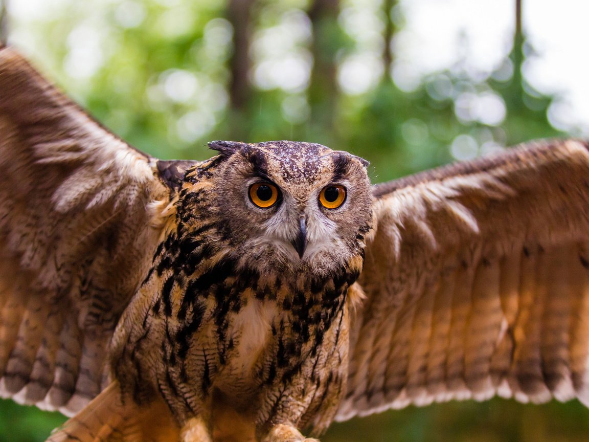 Обои сова, природа, хищник, птица, взмах, филин, клылья, owl, nature, predator, bird, stroke, clelia разрешение 1920x1200 Загрузить