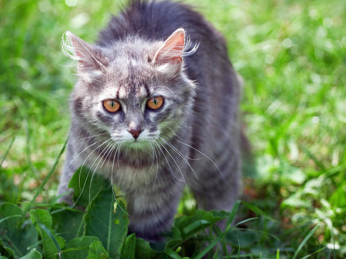 Обои трава, кот, лето, кошка, взгляд, серый кот, grass, cat, summer, look, grey cat разрешение 1920x1200 Загрузить