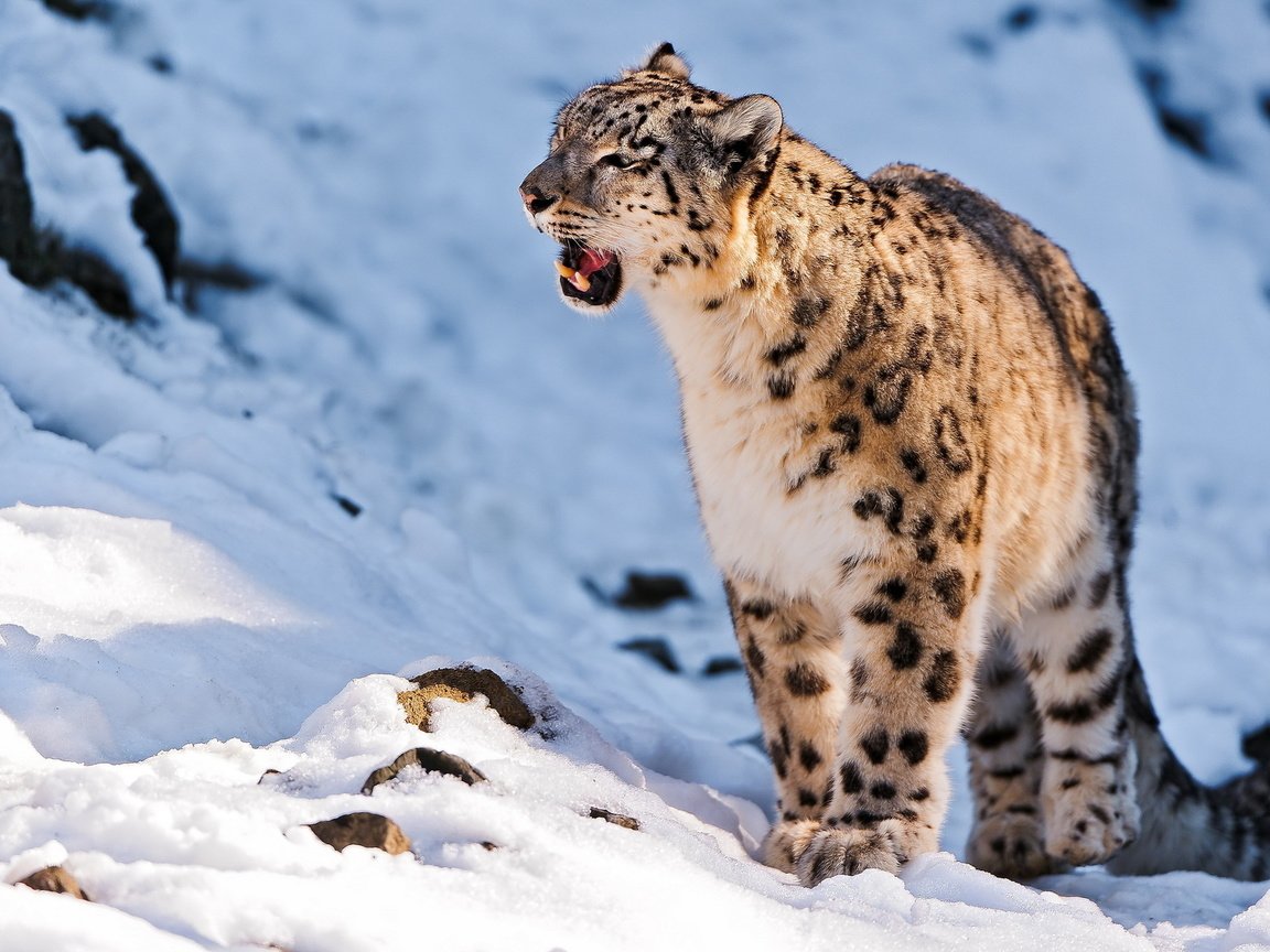 Обои горы, снег, камни, хищник, снежный барс, ирбис, барс, mountains, snow, stones, predator, snow leopard, irbis, bars разрешение 1920x1200 Загрузить