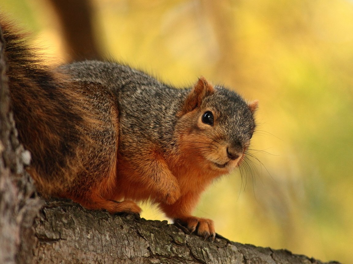 Обои дерево, лес, сидит, животное, зверек, кора, белочка, грызун, tree, forest, sitting, animal, bark, squirrel, rodent разрешение 1920x1200 Загрузить