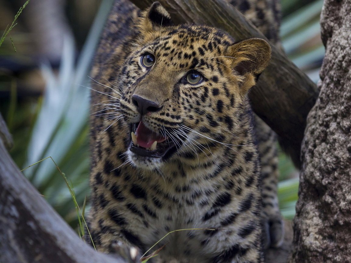 Обои природа, дерево, леопард, хищник, охотник, гепард, nature, tree, leopard, predator, hunter, cheetah разрешение 1920x1200 Загрузить