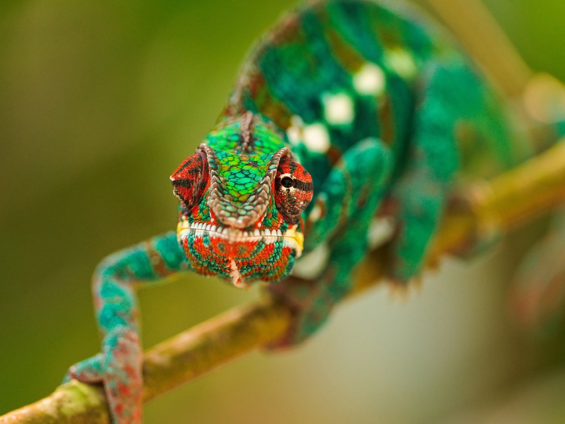 Обои глаза, ветка, макро, разноцветный, ящерица, хамелеон, рептилия, eyes, branch, macro, colorful, lizard, chameleon, reptile разрешение 1920x1200 Загрузить