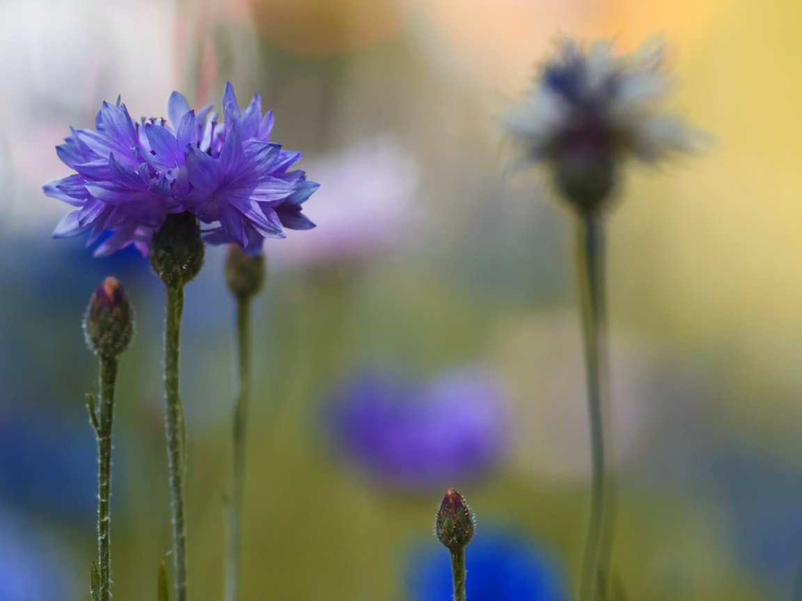 Обои цветы, макро, размытость, синие, васильки, flowers, macro, blur, blue, cornflowers разрешение 2560x1600 Загрузить