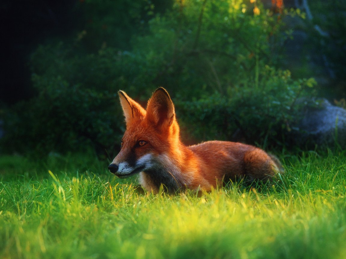 Обои трава, лето, рыжая, лиса, лисица, grass, summer, red, fox разрешение 2034x1416 Загрузить