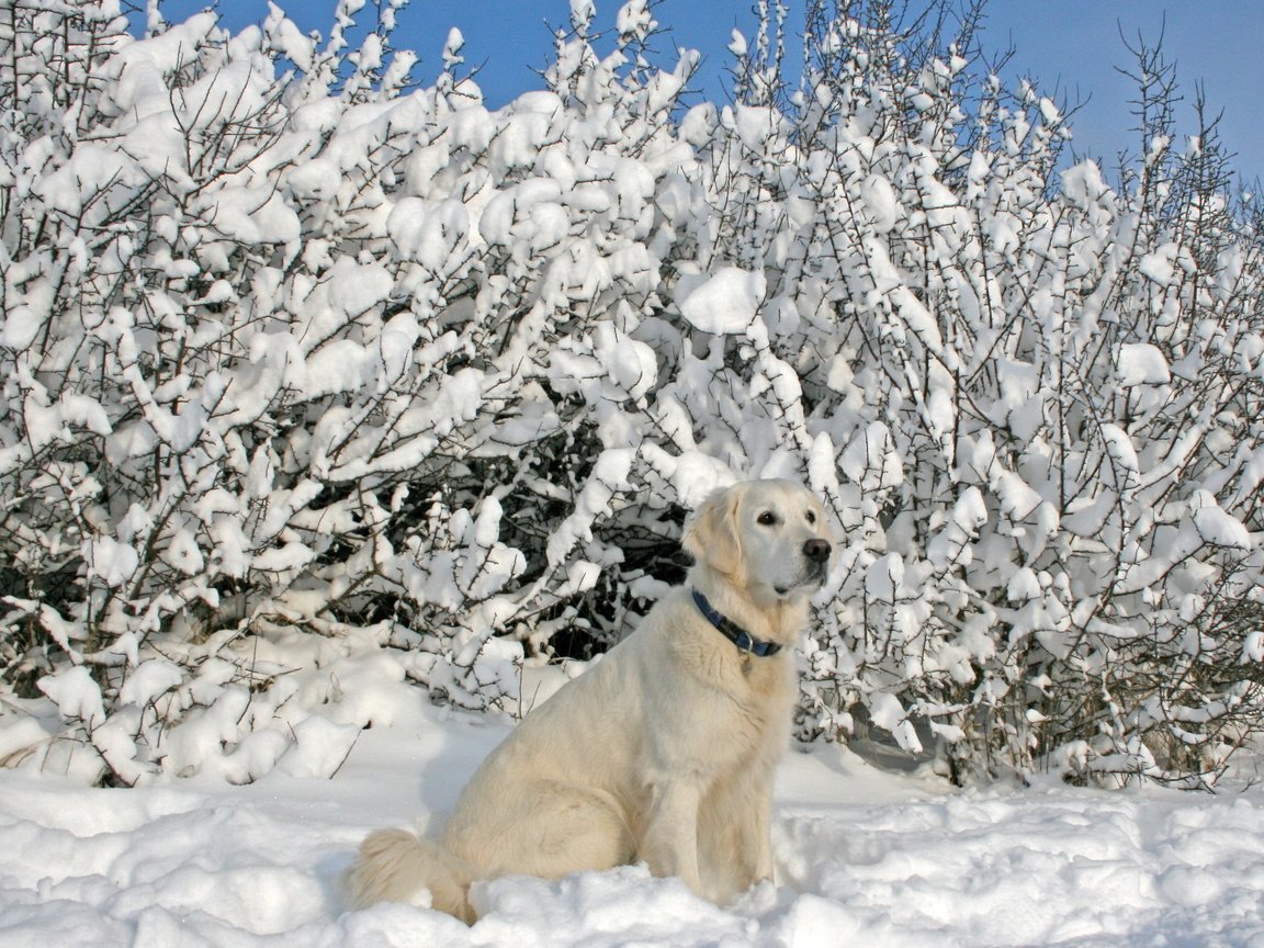 Обои снег, зима, собака, лабрадор, snow, winter, dog, labrador разрешение 2560x1600 Загрузить