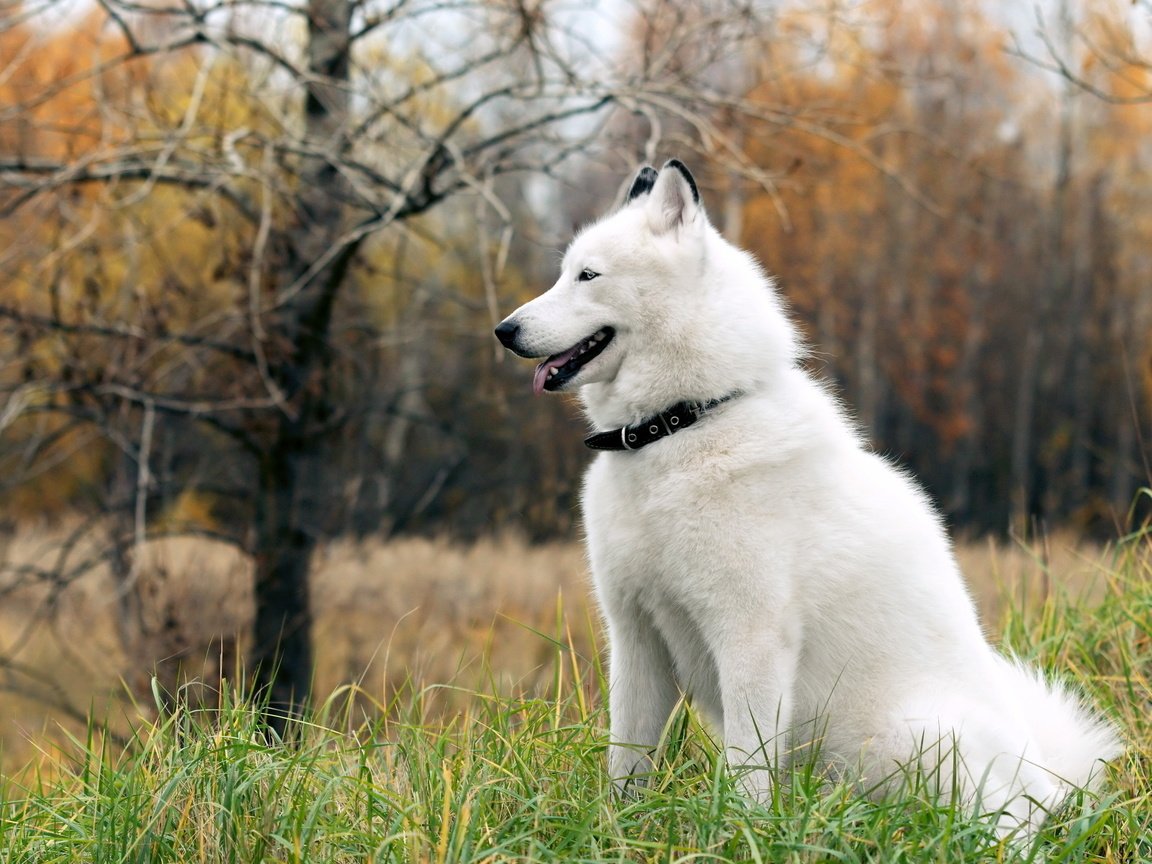 Обои осень, белый, собака, прогулка, маламут, белая собака, аляскинский, autumn, white, dog, walk, malamute, white dog, alaska разрешение 2560x1600 Загрузить