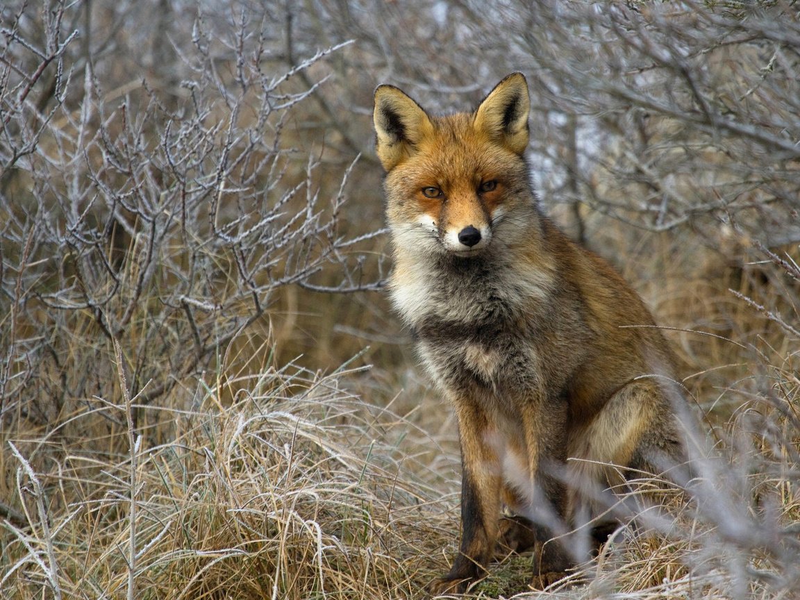 Обои трава, лес, кусты, лиса, лисица, grass, forest, the bushes, fox разрешение 2560x1600 Загрузить