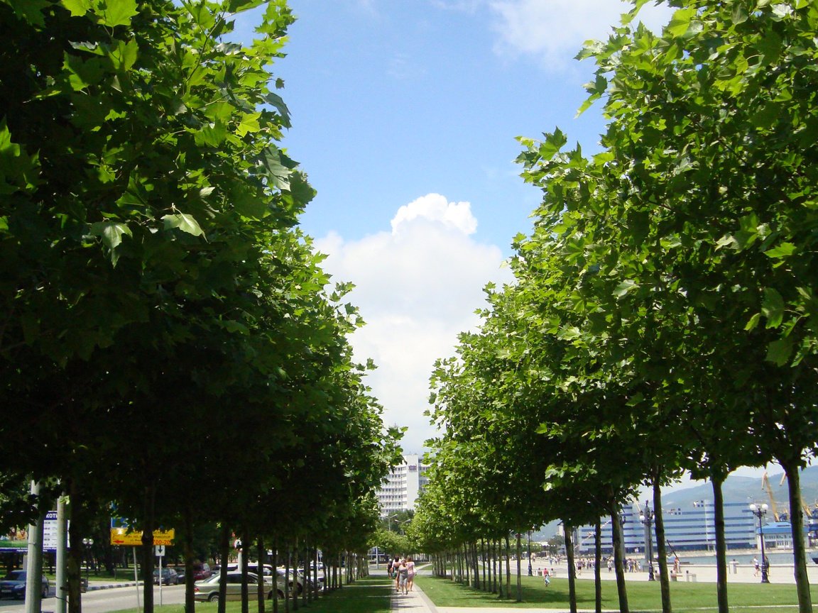 Обои деревья, россия, аллея, новосибирск, trees, russia, alley, novosibirsk разрешение 2448x3264 Загрузить