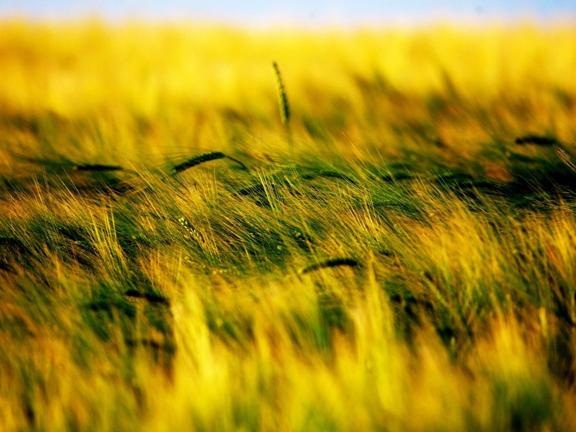 Обои трава, растения, поле, колоски, grass, plants, field, spikelets разрешение 1920x1440 Загрузить