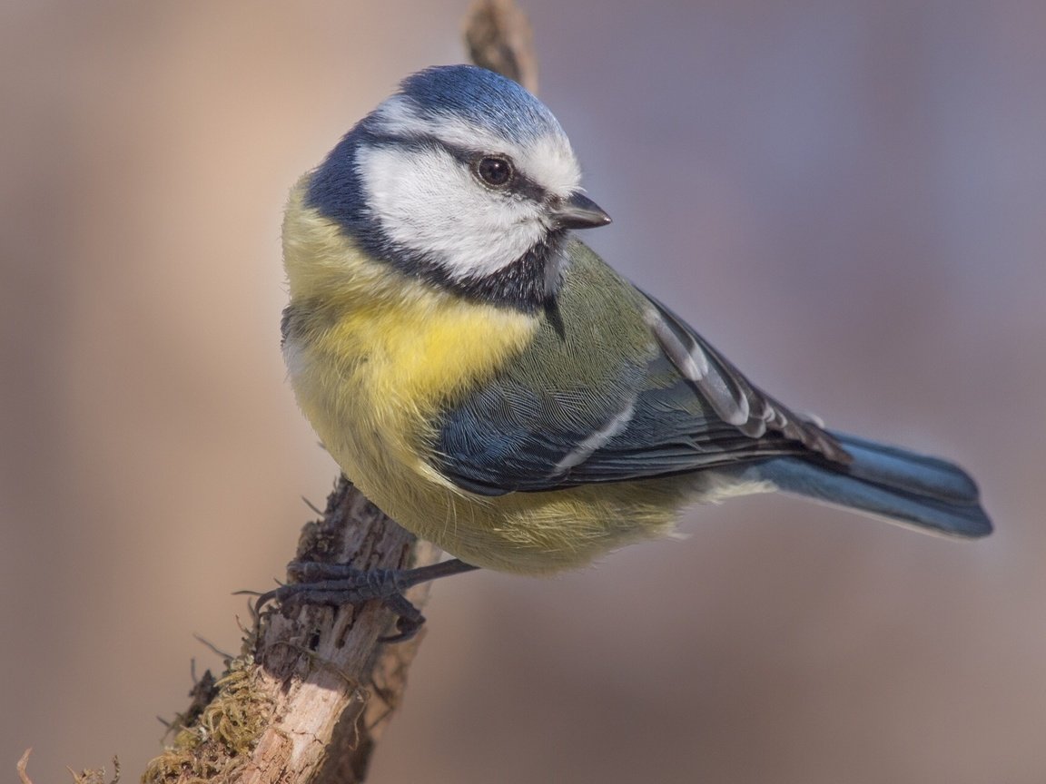 Обои ветка, лазоревка, природа, дерево, птица, клюв, перья, сук, синица, branch, blue tit, nature, tree, bird, beak, feathers, bitches, tit разрешение 1920x1200 Загрузить