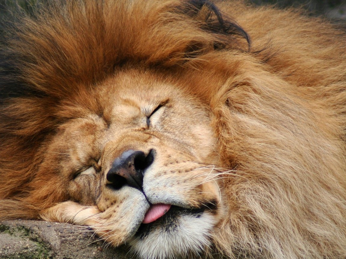 Обои морда, спит, хищник, большая кошка, лев, язык, грива, face, sleeping, predator, big cat, leo, language, mane разрешение 1920x1080 Загрузить