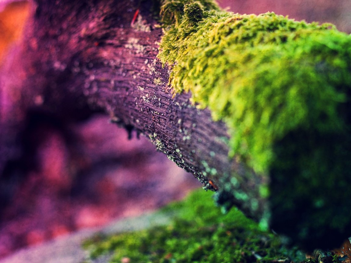 Обои свет, природа, дерево, макро, цвет, мох, ствол, light, nature, tree, macro, color, moss, trunk разрешение 1920x1080 Загрузить