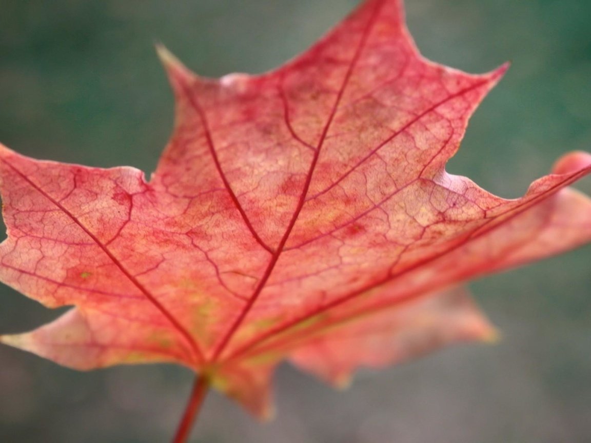 Обои макро, осень, красный, лист, клен, macro, autumn, red, sheet, maple разрешение 1920x1200 Загрузить