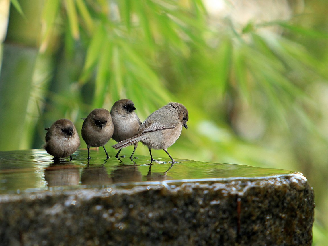 Обои вода, лето, бамбук, птицы, камень, воробьи, water, summer, bamboo, birds, stone, sparrows разрешение 1920x1200 Загрузить