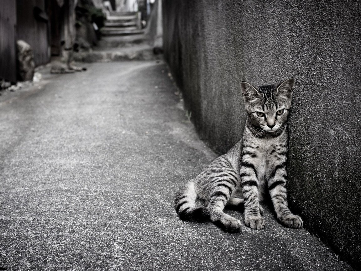 Обои кошка, одиночество, улица, кот.полосатый, cat, loneliness, street, cat.striped разрешение 2560x1600 Загрузить