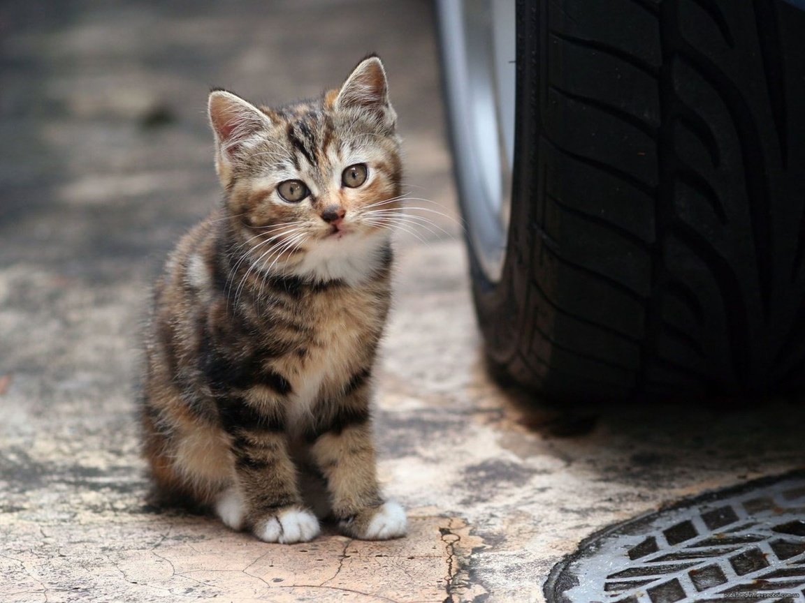 Обои машина, кот, мордочка, кошка, взгляд, котенок, колесо, machine, cat, muzzle, look, kitty, wheel разрешение 2000x1500 Загрузить