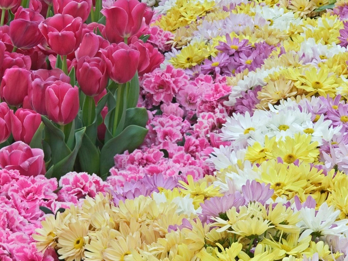 Обои цветы, весна, тюльпаны, розовые, красиво, хризантемы, разнообразие, flowers, spring, tulips, pink, beautiful, chrysanthemum, diversity разрешение 1920x1080 Загрузить