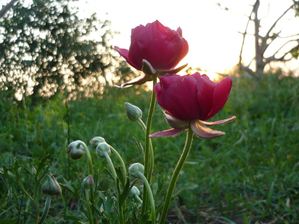 Обои цветы, трава, восход, зелень, утро, лето, flowers, grass, sunrise, greens, morning, summer разрешение 3264x2448 Загрузить