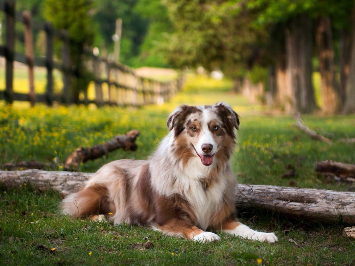 Обои поле, лето, собака, австралийская овчарка, field, summer, dog, australian shepherd разрешение 2560x1600 Загрузить