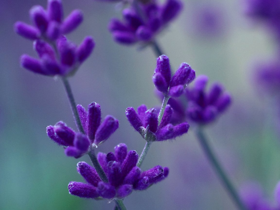 Обои макро, лаванда, фиолетовый, сиреневый, macro, lavender, purple, lilac разрешение 3618x1380 Загрузить