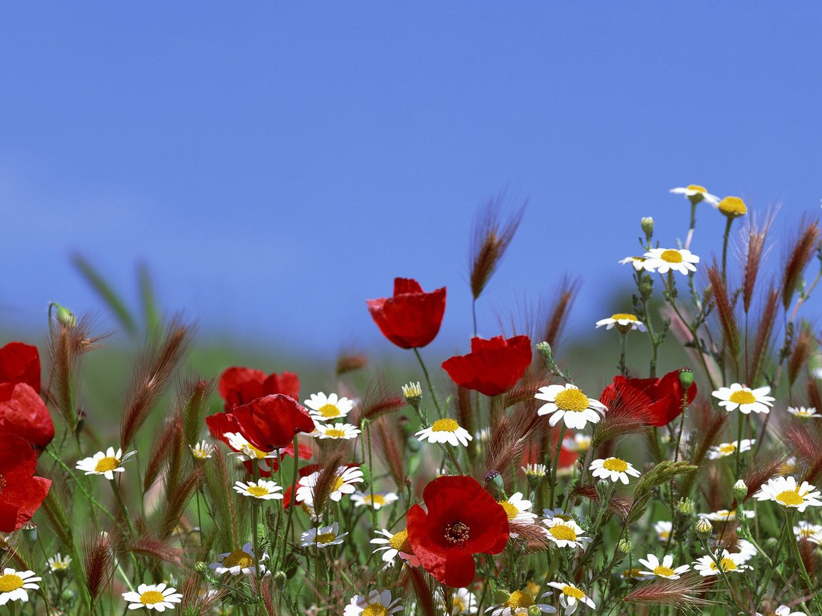 Обои небо, цветы, лето, маки, ромашки, the sky, flowers, summer, maki, chamomile разрешение 3840x1200 Загрузить