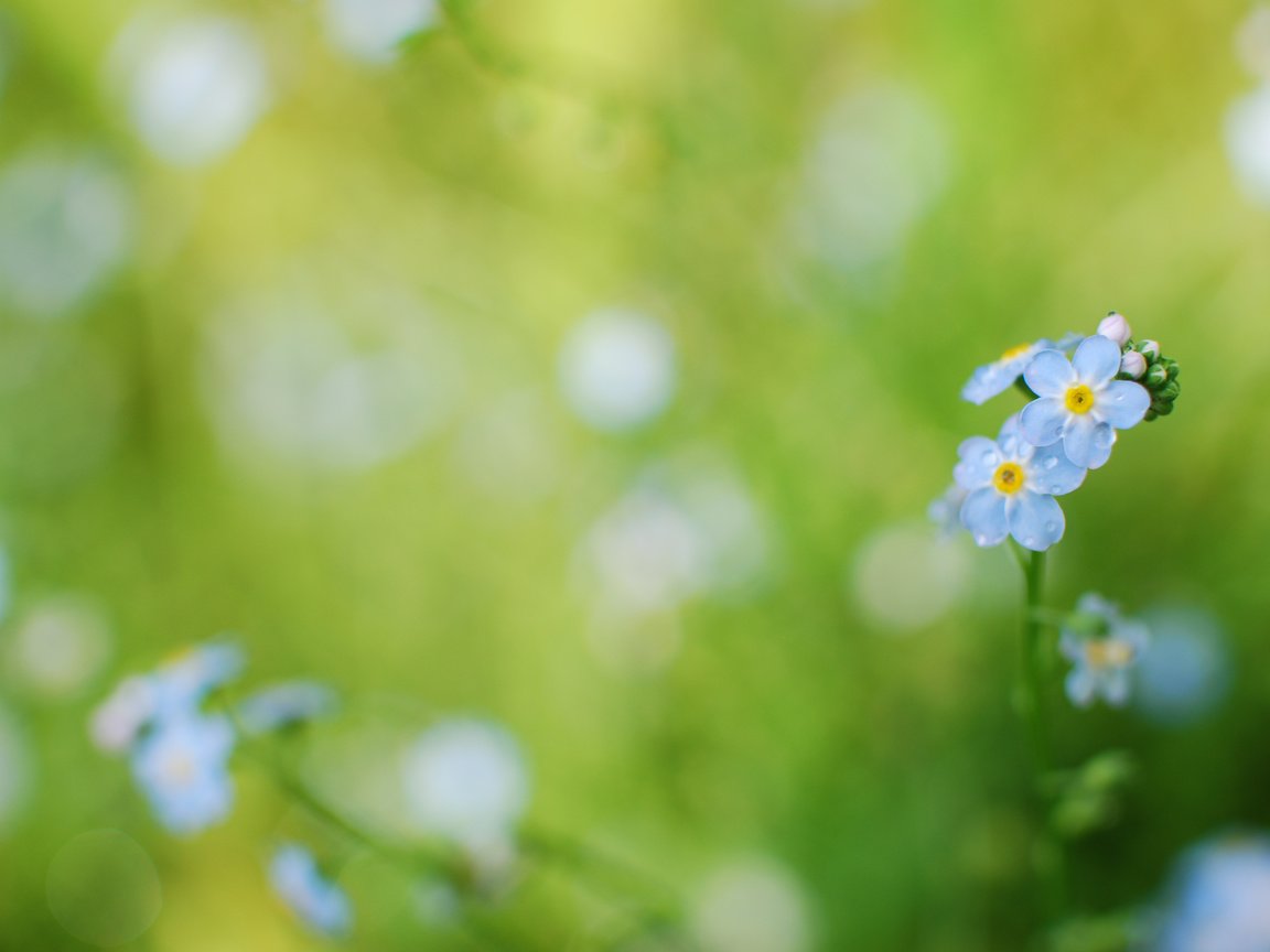 Обои цветы, трава, незабудки, голубые, flowers, grass, forget-me-nots, blue разрешение 3872x2592 Загрузить