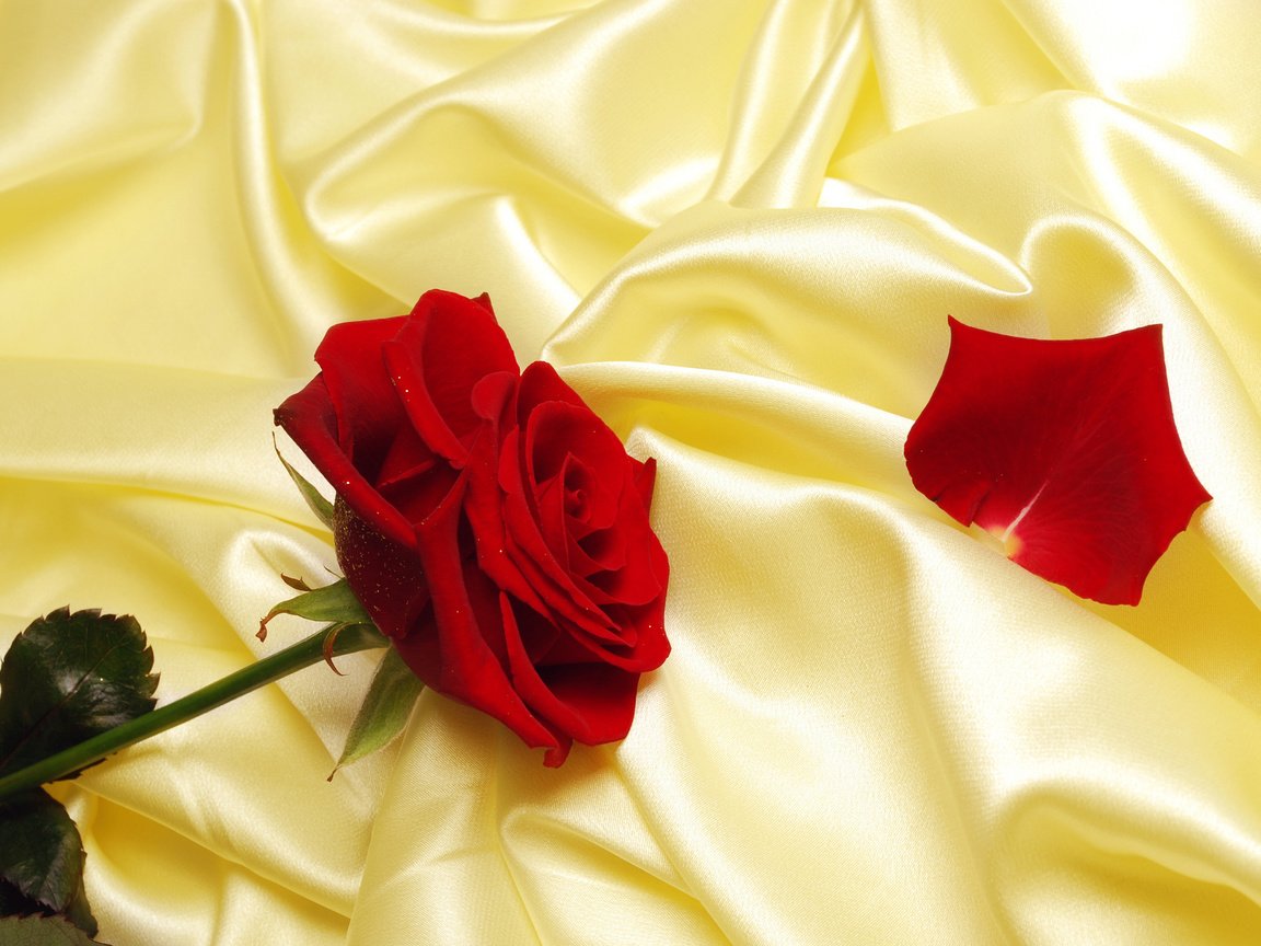 Обои роза, лепесток, шелк, rose, petal, silk разрешение 2560x1600 Загрузить