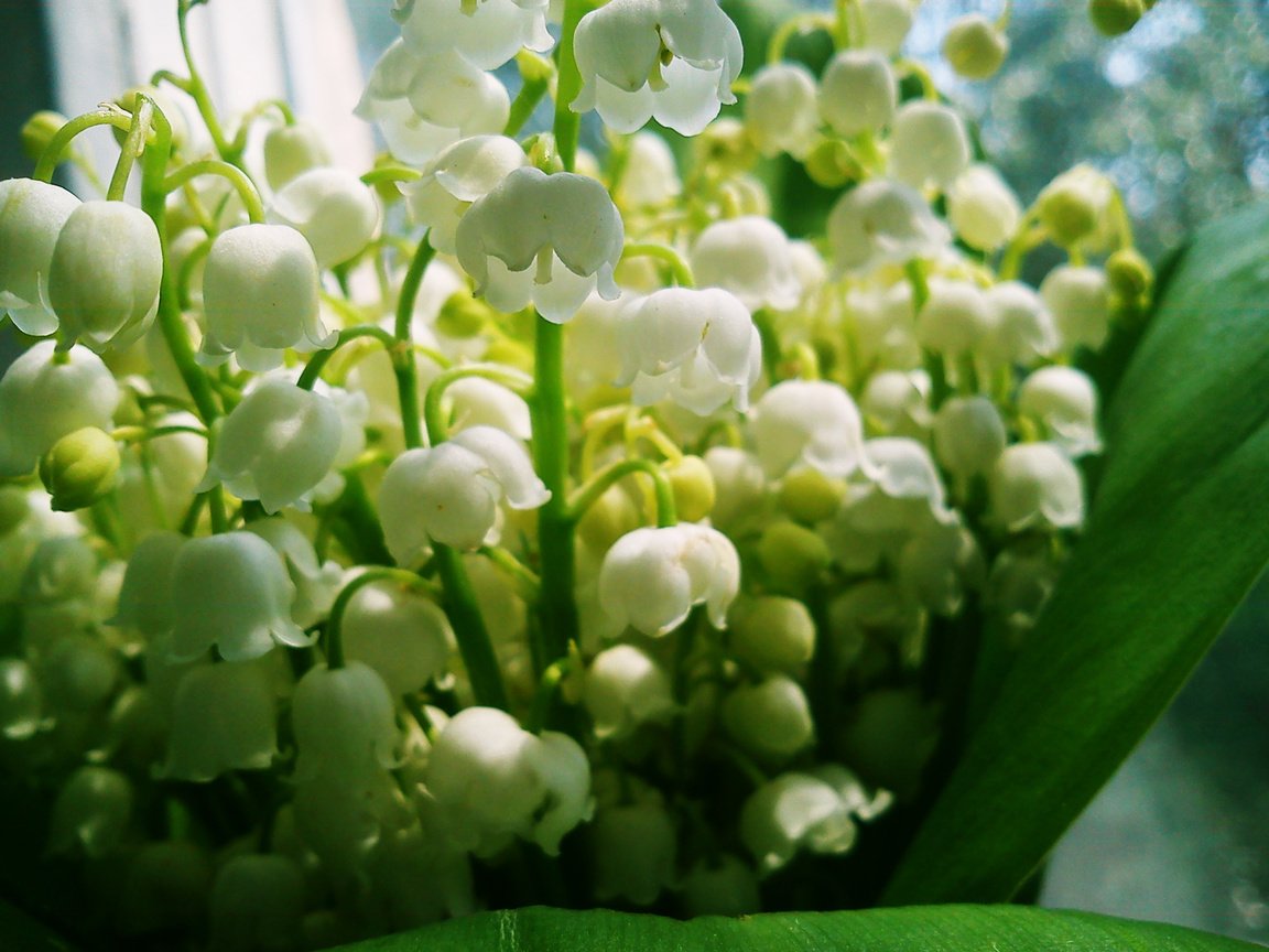 Обои цветы, ландыши, белые, makro, cvet, bliki, flowers, lilies of the valley, white разрешение 2592x1944 Загрузить