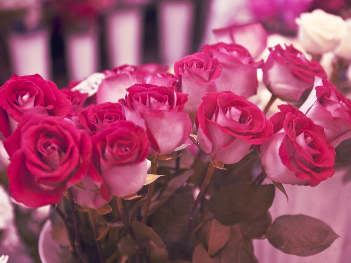 Обои cvety, rozy, podarok, gift разрешение 2680x1776 Загрузить