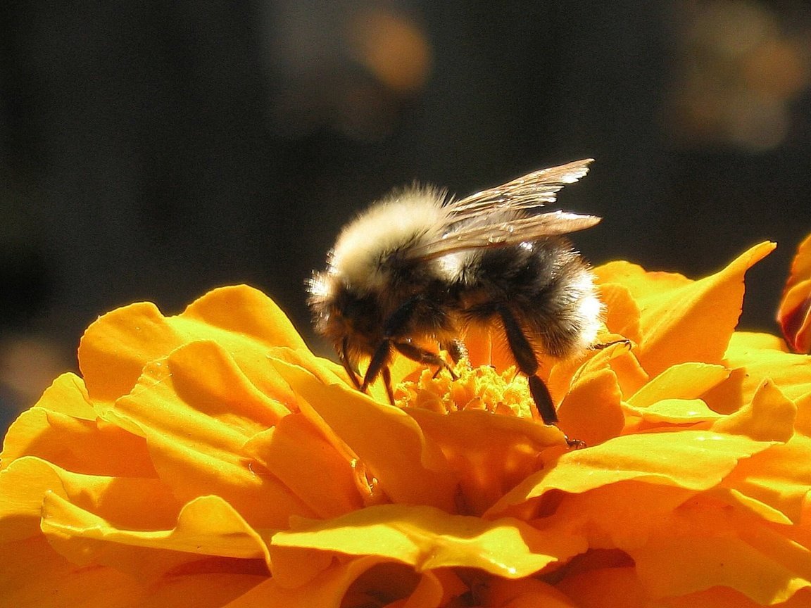 Обои насекомое, pushistyj, цветок, крылья, пчела, опыление, циния, cvetok, shmel, yarkij, solnechnyj, insect, flower, wings, bee, pollination, tsiniya разрешение 1920x1440 Загрузить