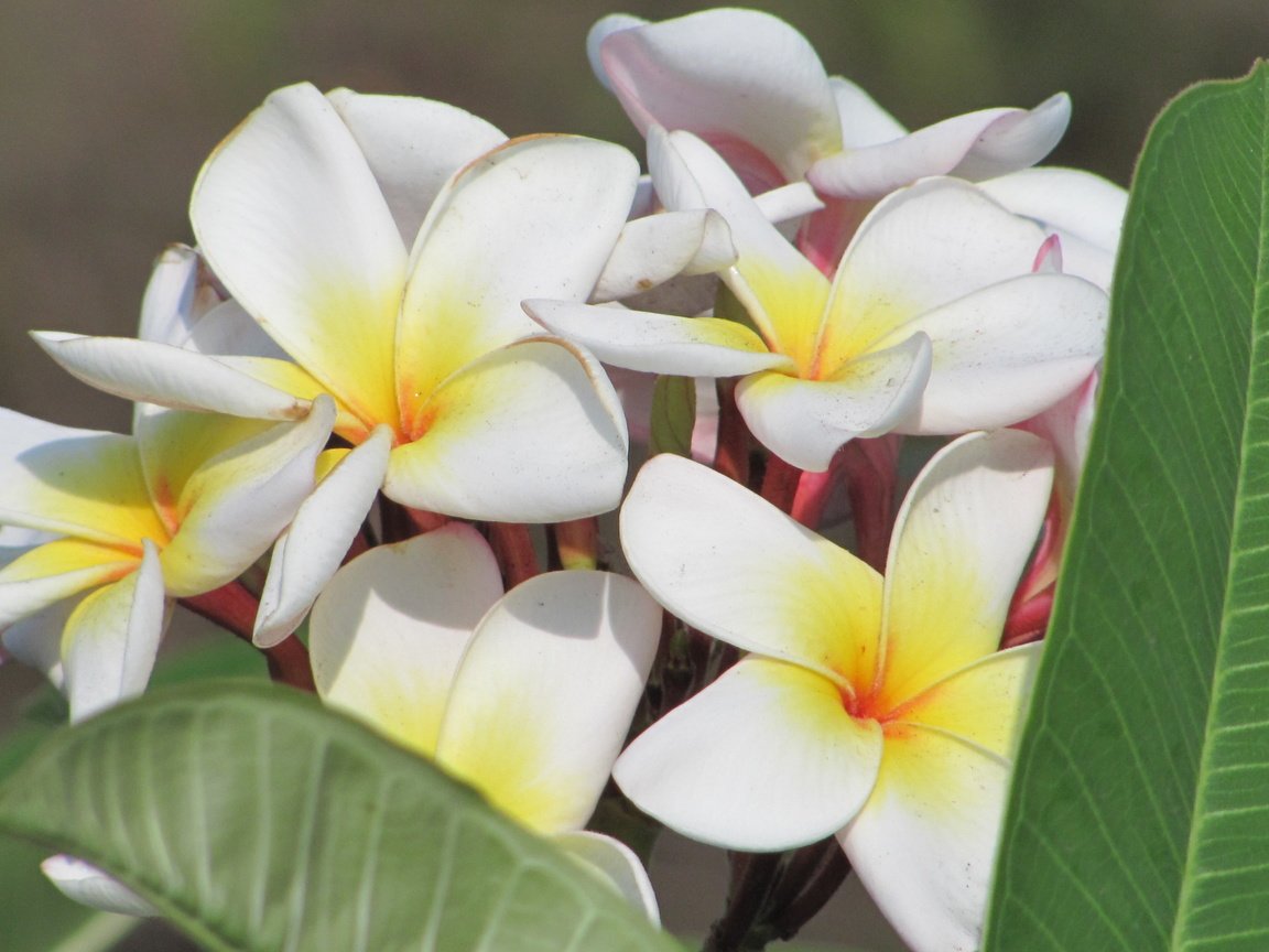 Обои цветы, cvety, krasota, tajland, плюмерия, flowers, plumeria разрешение 3648x2736 Загрузить