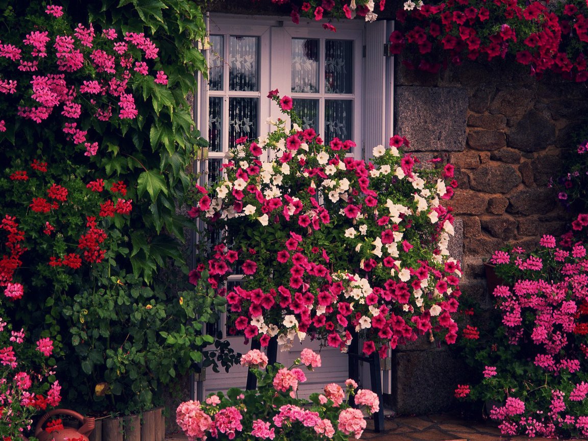 Обои цветы, зелень, стена, дверь, дом, cvety, zelen, stena, dom, dver, flowers, greens, wall, the door, house разрешение 1920x1080 Загрузить