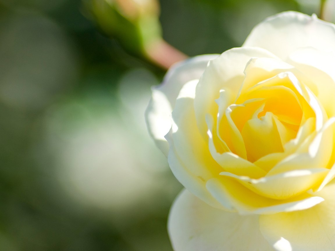 Обои макро, цветок, роза, лепестки, бутон, белая, macro, flower, rose, petals, bud, white разрешение 1920x1200 Загрузить