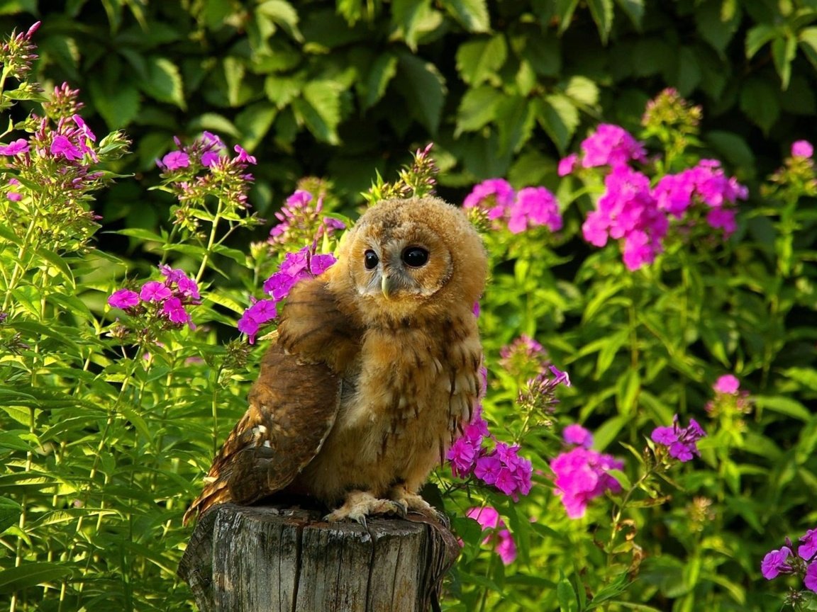 Обои цветы, трава, сова, лето, хищник, птица, пенек, flowers, grass, owl, summer, predator, bird, stump разрешение 1920x1200 Загрузить