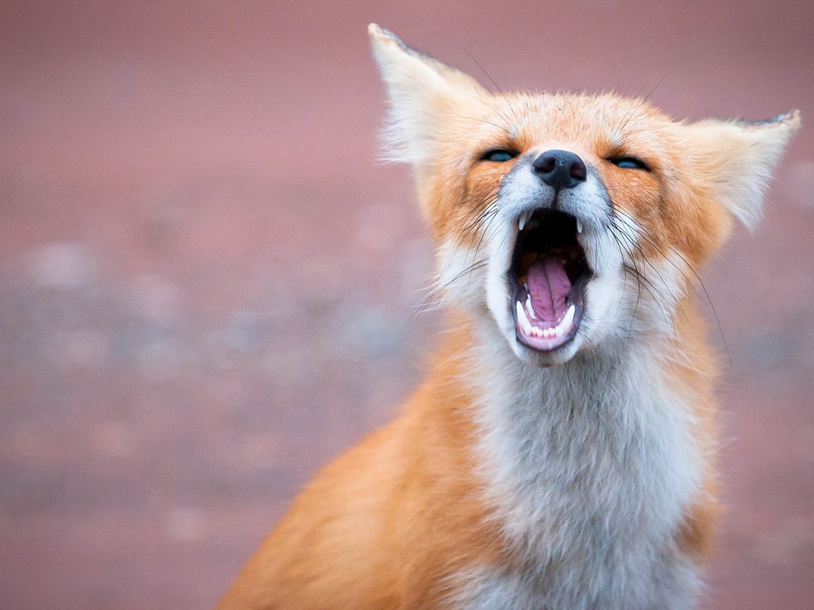 Обои морда, природа, фон, лиса, лисица, зубы, язык, пасть, face, nature, background, fox, teeth, language, mouth разрешение 1920x1200 Загрузить