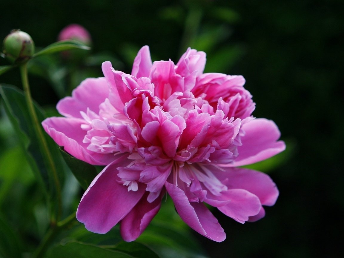Обои цветок, лепестки, розовый, пион, rozovyj, cvetok, pion, flower, petals, pink, peony разрешение 1920x1200 Загрузить