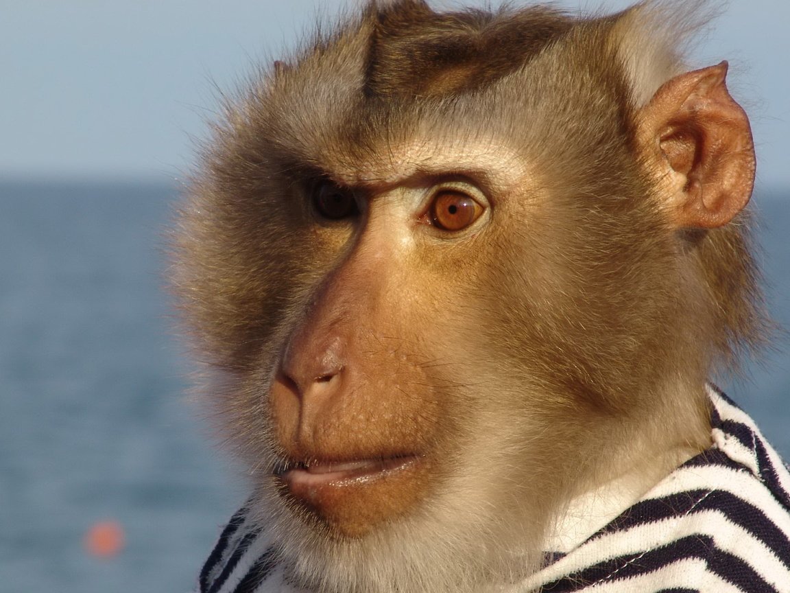 Обои морда, обезьяна, матрос, тельняшка, face, monkey, sailor, vest разрешение 3264x1836 Загрузить