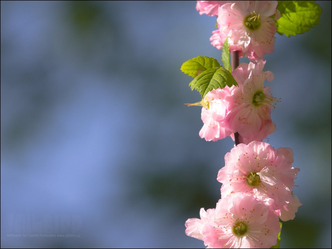 Обои ветка, цветение, весна, сакура, cvety, raznoe, pejzazh, branch, flowering, spring, sakura разрешение 2048x1536 Загрузить