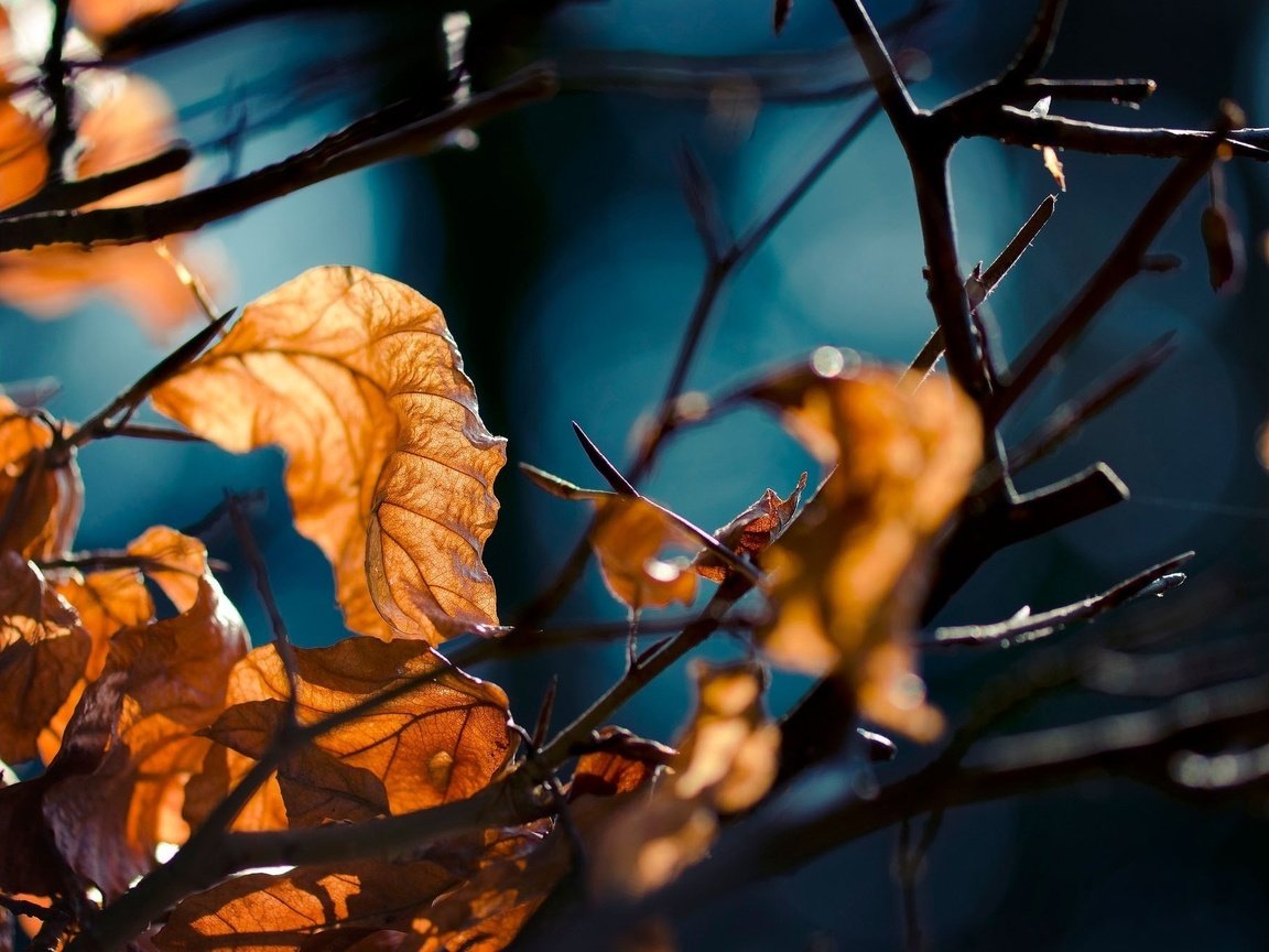 Обои лес, листья, макро, ветви, осень, forest, leaves, macro, branch, autumn разрешение 2048x1338 Загрузить