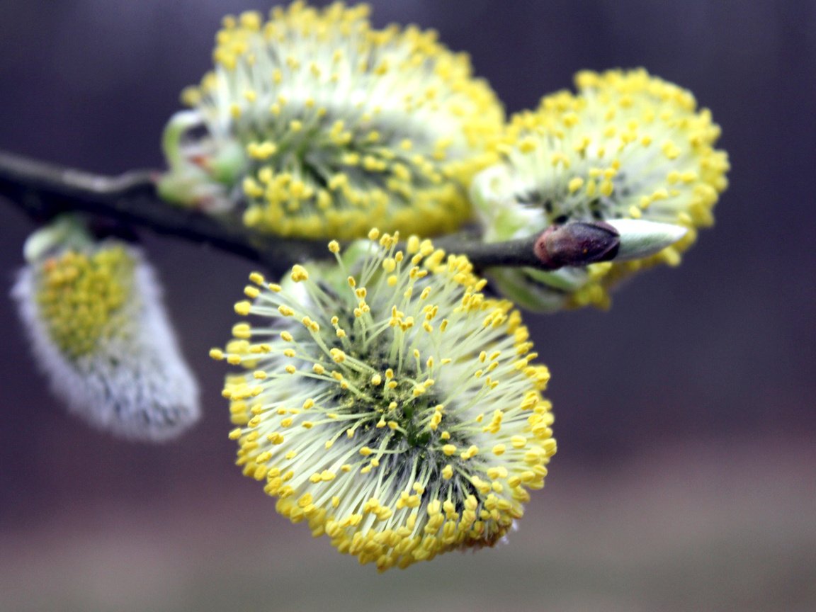 Обои ветка, цветение, макро, весна, верба, branch, flowering, macro, spring, verba разрешение 2560x1600 Загрузить