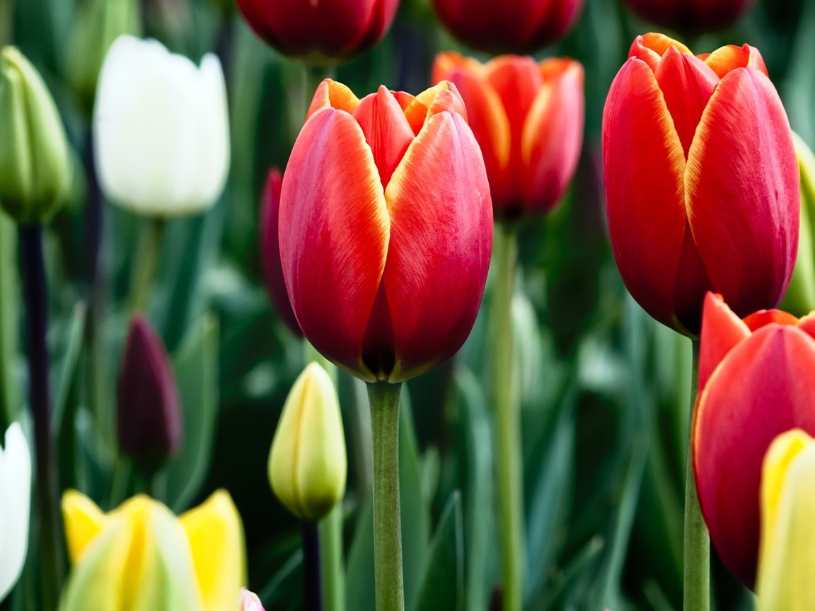 Обои цветы, бутоны, весна, тюльпаны, разные, flowers, buds, spring, tulips, different разрешение 2880x1800 Загрузить