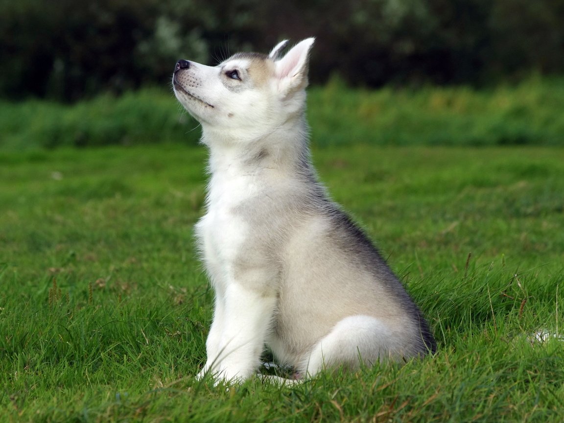 Обои трава, поле, собака, щенок, сидит, хаски, grass, field, dog, puppy, sitting, husky разрешение 2560x1600 Загрузить